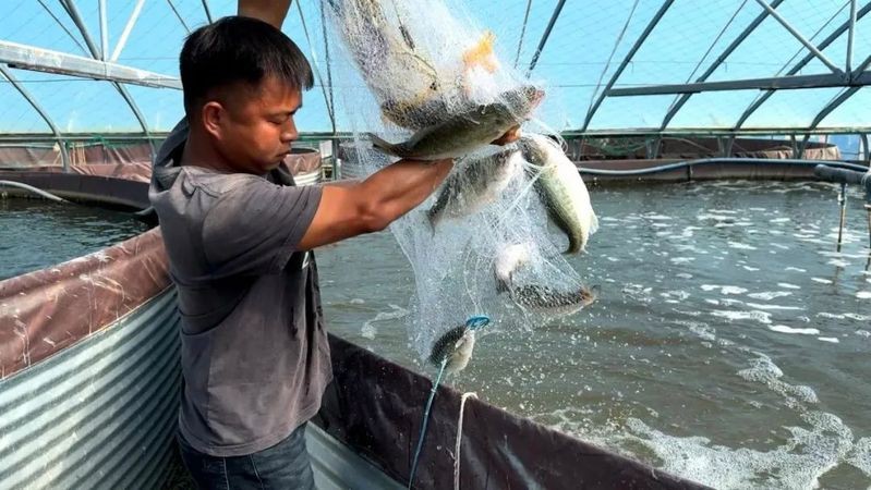 杭錦旗龍魚(yú)店【《杭錦旗龍魚(yú)店：水族世界的奇妙角落》】