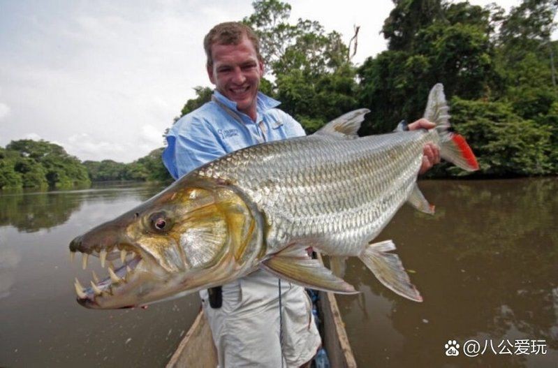 巨暴和白金猛魚(yú)哪個(gè)好看【《巨暴》和《白金猛魚(yú)》哪個(gè)更好看】