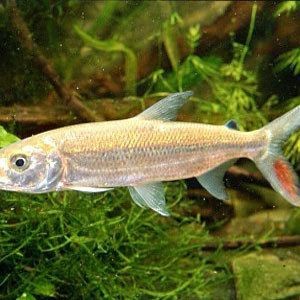 巨暴和白金猛魚(yú)哪個(gè)好看【《巨暴》和《白金猛魚(yú)》哪個(gè)更好看】