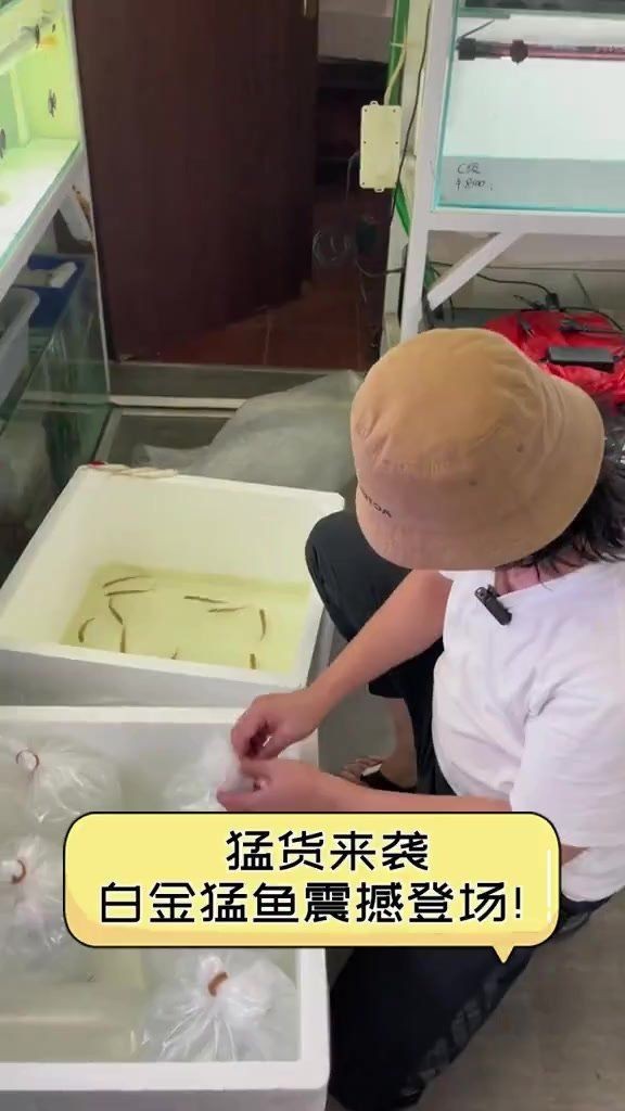 巨暴和白金猛魚(yú)哪個(gè)好看【《巨暴》和《白金猛魚(yú)》哪個(gè)更好看】
