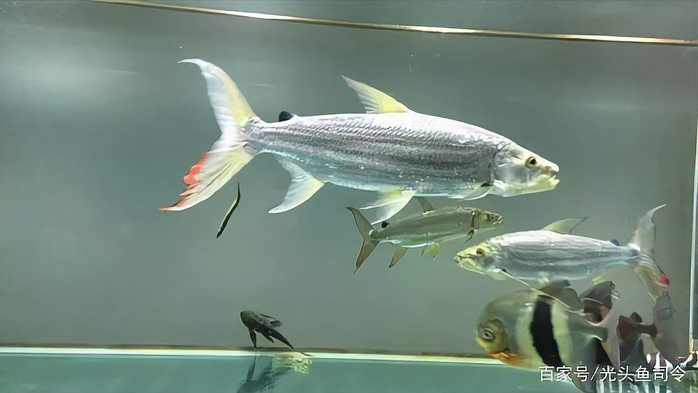 巨暴和白金猛魚(yú)哪個(gè)好看【《巨暴》和《白金猛魚(yú)》哪個(gè)更好看】
