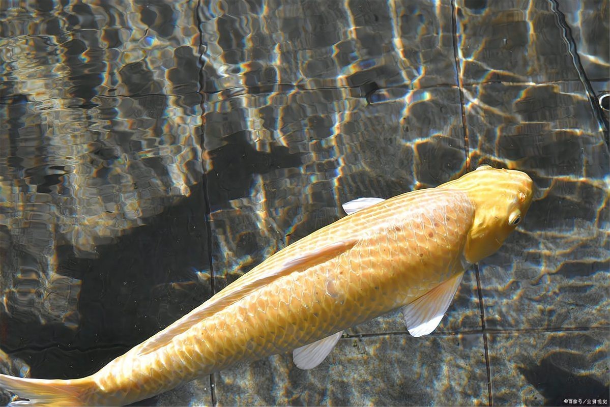 金魚突眼可以自愈嗎【金魚突眼能自愈嗎】 金魚突眼可以自愈嗎【金魚突眼能自愈嗎】 龍魚論壇 第6張