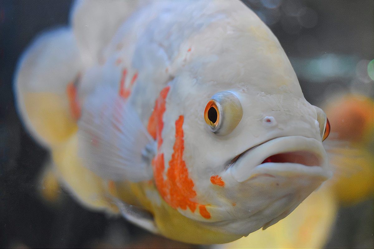 金魚突眼可以自愈嗎【金魚突眼能自愈嗎】 金魚突眼可以自愈嗎【金魚突眼能自愈嗎】 龍魚論壇 第7張