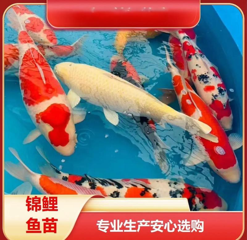 <strong><mark>石峰</mark></strong>水族店【如何聯(lián)系<strong><mark>石峰</mark></strong>水族店】