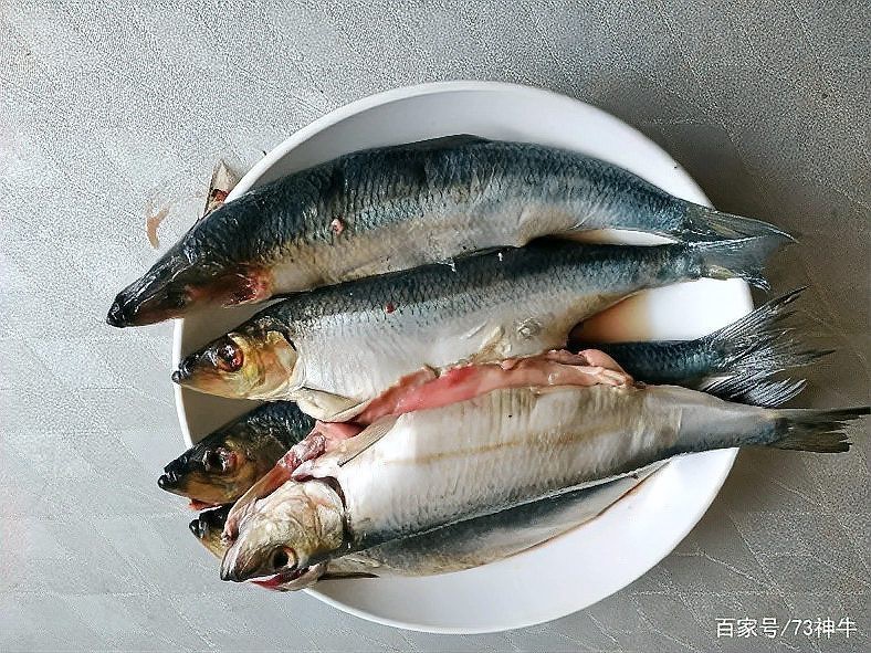 鯖魚市場價多少錢一斤【鯖魚市場價格分析與消費指南】