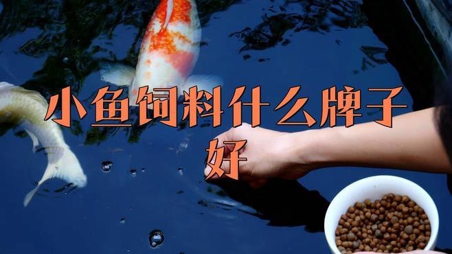 孔雀魚糧最好三個(gè)品牌【孔雀魚糧哪個(gè)牌子好】