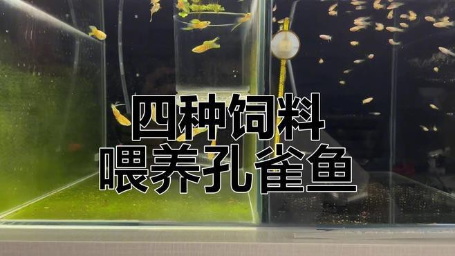 孔雀魚糧最好三個(gè)品牌【孔雀魚糧哪個(gè)牌子好】