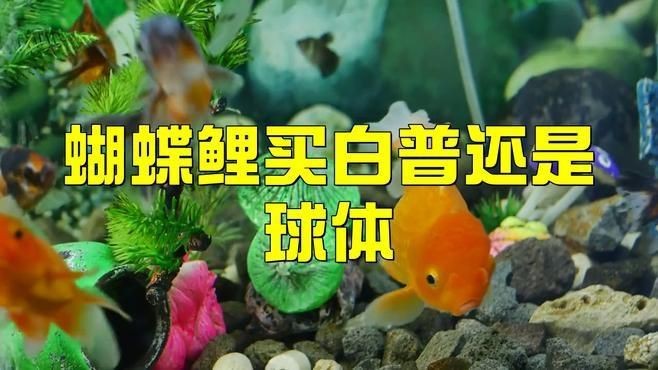 蝴蝶鯉買白普還是球體【騰訊視頻官方白普蝴蝶鯉怎么辨認蝴蝶鯉好還是白背好】 蝴蝶鯉買白普還是球體【騰訊視頻官方白普蝴蝶鯉怎么辨認蝴蝶鯉好還是白背好】 龍魚論壇 第1張