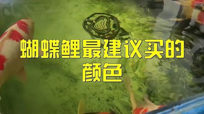 蝴蝶鯉買白普還是球體【騰訊視頻官方白普蝴蝶鯉怎么辨認蝴蝶鯉好還是白背好】 蝴蝶鯉買白普還是球體【騰訊視頻官方白普蝴蝶鯉怎么辨認蝴蝶鯉好還是白背好】 龍魚論壇 第5張