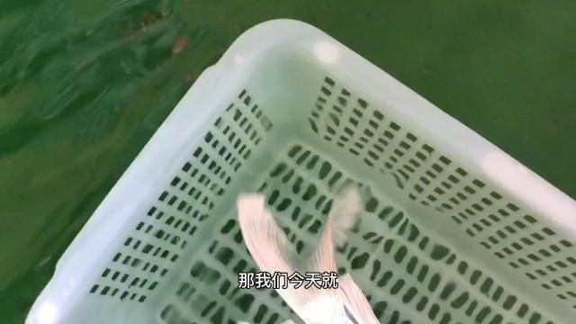 蝴蝶鯉買白普還是球體【騰訊視頻官方白普蝴蝶鯉怎么辨認蝴蝶鯉好還是白背好】 蝴蝶鯉買白普還是球體【騰訊視頻官方白普蝴蝶鯉怎么辨認蝴蝶鯉好還是白背好】 龍魚論壇 第9張