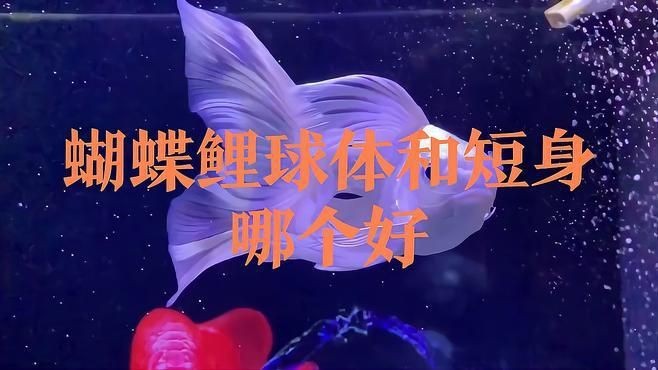 蝴蝶鯉買白普還是球體【騰訊視頻官方白普蝴蝶鯉怎么辨認蝴蝶鯉好還是白背好】 蝴蝶鯉買白普還是球體【騰訊視頻官方白普蝴蝶鯉怎么辨認蝴蝶鯉好還是白背好】 龍魚論壇 第12張
