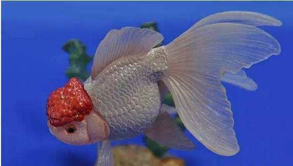 金魚尾巴爛了會影響食欲嗎？【金魚尾巴爛了怎么辦】