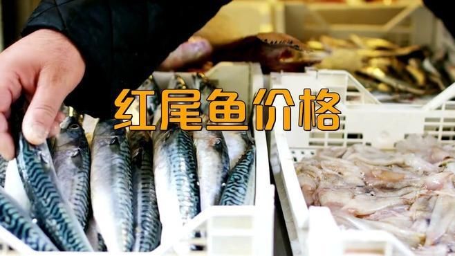 紅尾平克魚多少錢一條【紅尾平克魚價格饞啥攻略紅尾平克魚能長多大紅尾平克魚】