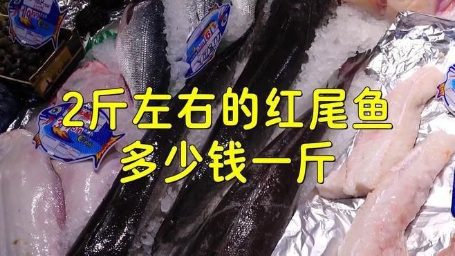 紅尾平克魚多少錢一條【紅尾平克魚價格饞啥攻略紅尾平克魚能長多大紅尾平克魚】