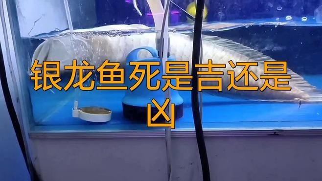 龍魚死亡后多久會(huì)有具體財(cái)運(yùn)變化？【風(fēng)水魚死亡后的正確處理方式及注意事項(xiàng)奶酥愛(ài)吃魚】