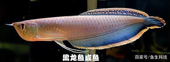 給我一些龍魚品相圖解【養魚小藝，特別篇:盤點不為人所熟知的小眾龍魚】