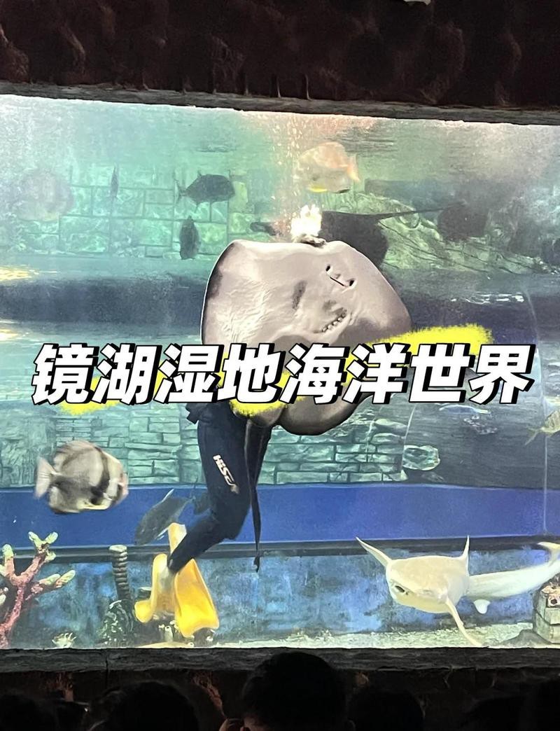 鏡湖水族店【紹興第一個水族館落戶鏡湖濕地海洋世界有哪些特色表演】