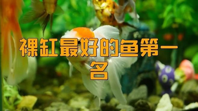 裸缸最好的魚第一名【裸缸最好的魚第一名糖心繪事】 裸缸最好的魚第一名【裸缸最好的魚第一名糖心繪事】 龍魚百科 第2張