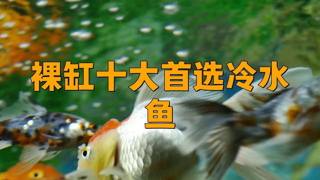 裸缸最好的魚第一名【裸缸最好的魚第一名糖心繪事】 裸缸最好的魚第一名【裸缸最好的魚第一名糖心繪事】 龍魚百科 第3張
