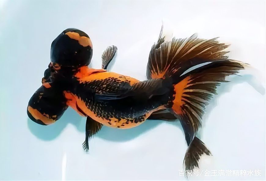 如何區分龍睛和蝶尾?【睛和蝶尾是金魚中非常受歡迎的兩個品種,它們在外觀上有明顯區別】 龍魚百科 第4張 如何區分龍睛和蝶尾?【睛和蝶尾是金魚中非常受歡迎的兩個品種,它們在外觀上有明顯區別】 如何區分龍睛和蝶尾?【睛和蝶尾是金魚中非常受歡迎的兩個品種,它們在外觀上有明顯區別】 龍魚百科 第4張