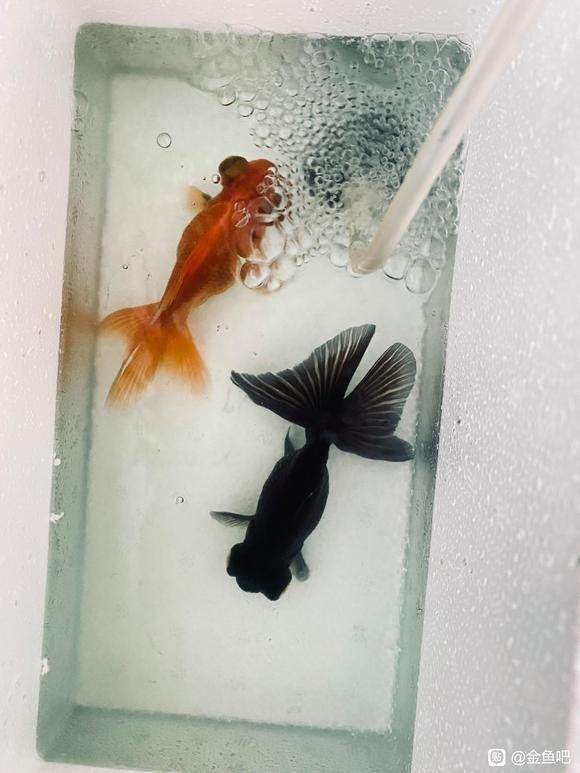 如何區分龍睛和蝶尾？【睛和蝶尾是金魚中非常受歡迎的兩個品種，它們在外觀上有明顯區別】 如何區分龍睛和蝶尾？【睛和蝶尾是金魚中非常受歡迎的兩個品種，它們在外觀上有明顯區別】 龍魚百科 第8張