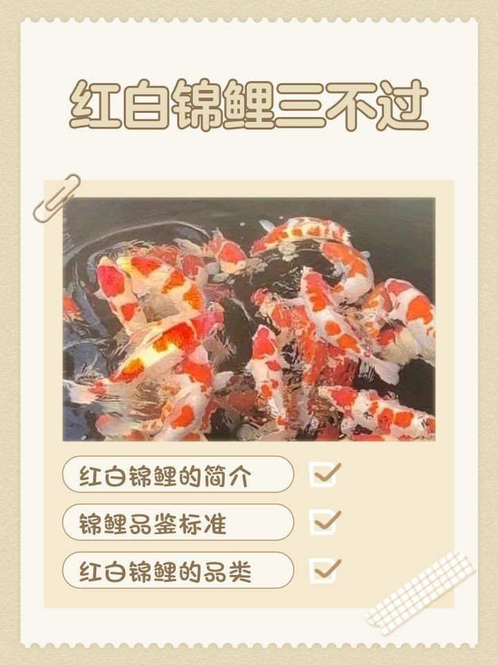 錦鯉三不過是好嗎【錦鯉三不過是好嗎“三不過”品鑒標(biāo)準(zhǔn)及其價(jià)值分析】