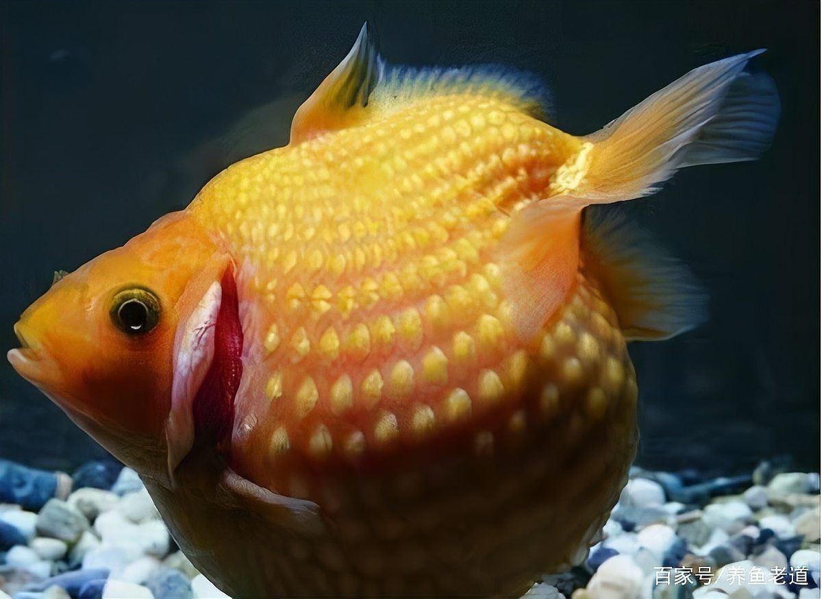 龍魚翻鰓中期癥狀有哪些【龍魚翻腮的癥狀表現及原因】