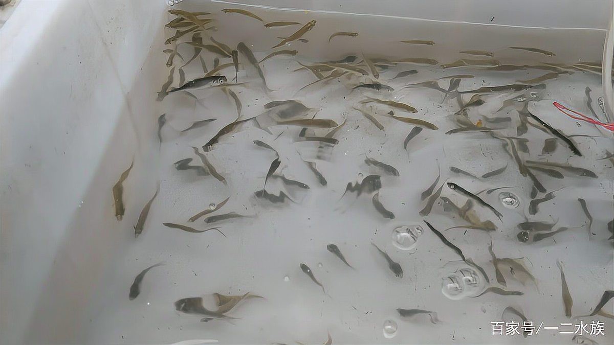 邯鄲水族店【邯鄲水族店：魚兒的夢幻家園與愛好者的樂園】