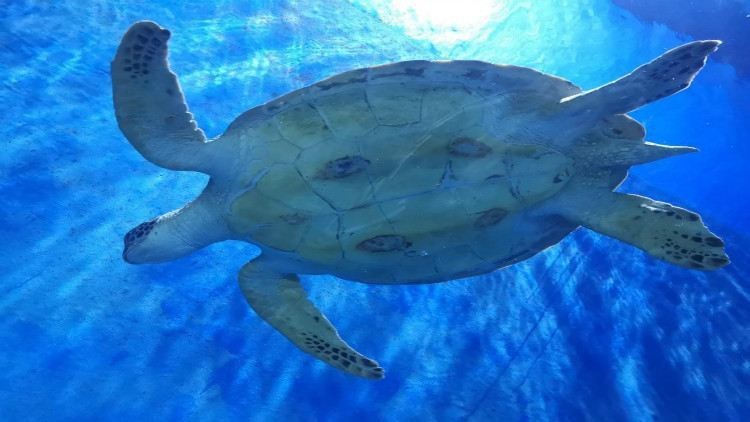 邯鄲水族店【邯鄲水族店：魚兒的夢幻家園與愛好者的樂園】