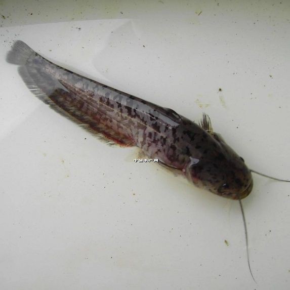 紅丁魚是什么魚【【浪漫營養(yǎng)餐】香煎紅丁魚】