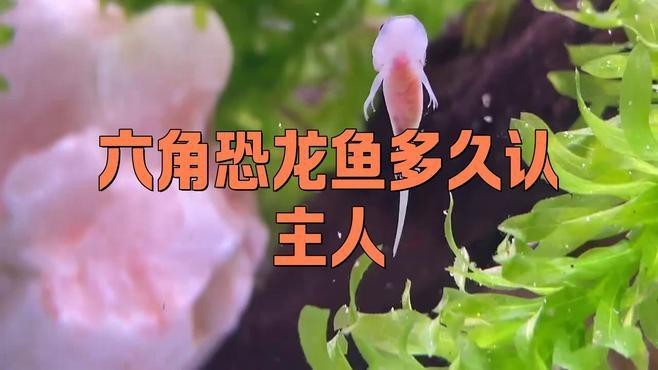 龍魚認主后能多久記住主人？【龍魚認主后會有哪些表現？】