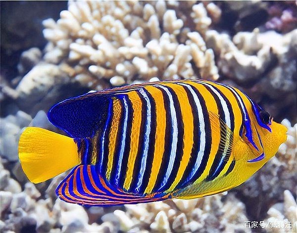 龍魚認主后能多久記住主人？【龍魚認主后會有哪些表現？】