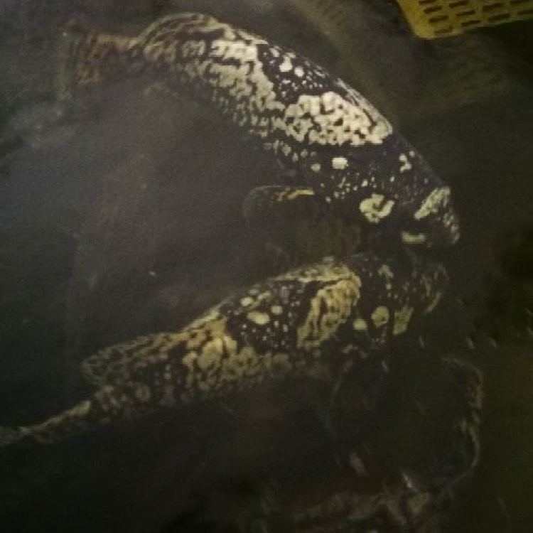 100斤龍躉石斑魚價格表【100斤龍躉石斑魚的價格表】