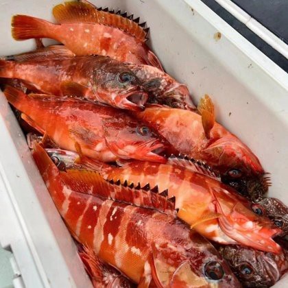 100斤龍躉石斑魚價格表【100斤龍躉石斑魚的價格表】