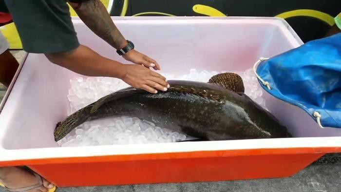 100斤龍躉石斑魚價格表【100斤龍躉石斑魚的價格表】