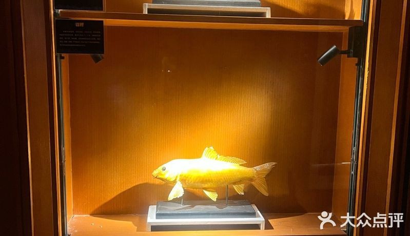 邳州龍魚店【邳州有哪些知名的龍魚店】