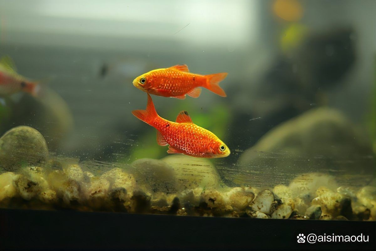 錦鯉在魚缸里產子了怎么辦【錦鯉產卵應急處理與科學孵化全指南】