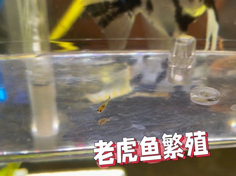 老虎魚懷孕多久會離開【孔雀魚懷孕多久能生小魚兒】