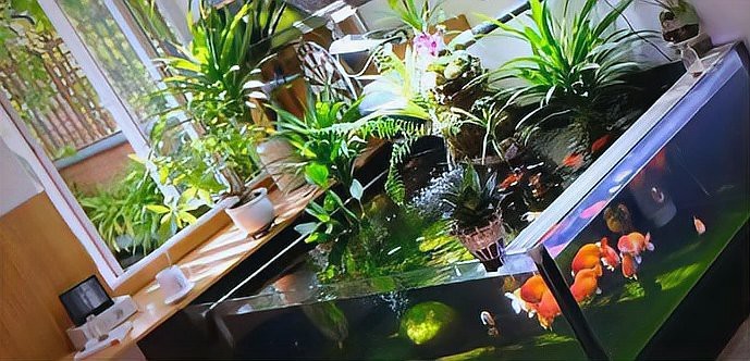 10040魚缸適合魚【10040魚缸適合養(yǎng)什么魚】