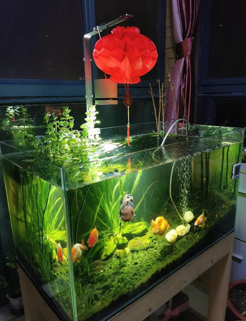 10040魚缸適合魚【10040魚缸適合養(yǎng)什么魚】