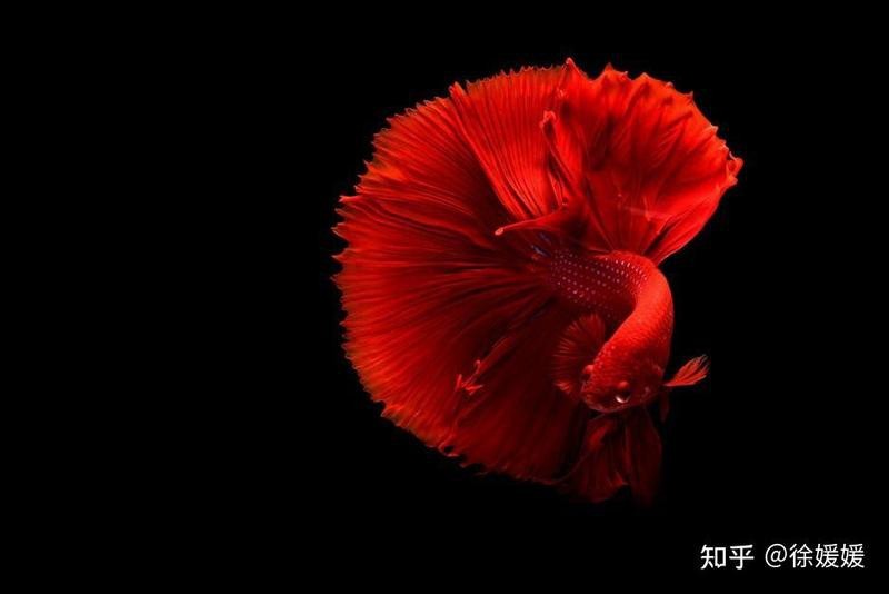 10040魚缸適合魚【10040魚缸適合養(yǎng)什么魚】