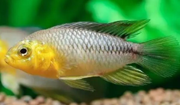 短鯛魚品種大全【《短鯛魚品種大全》】