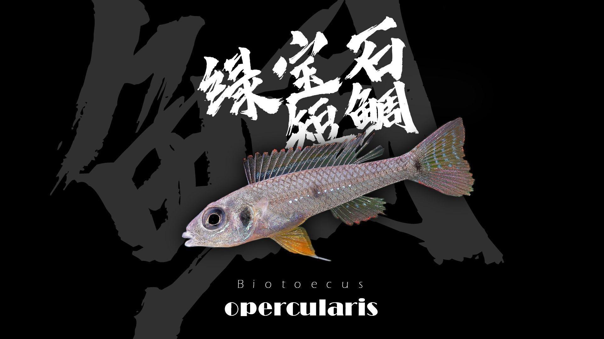 短鯛魚品種大全【《短鯛魚品種大全》】