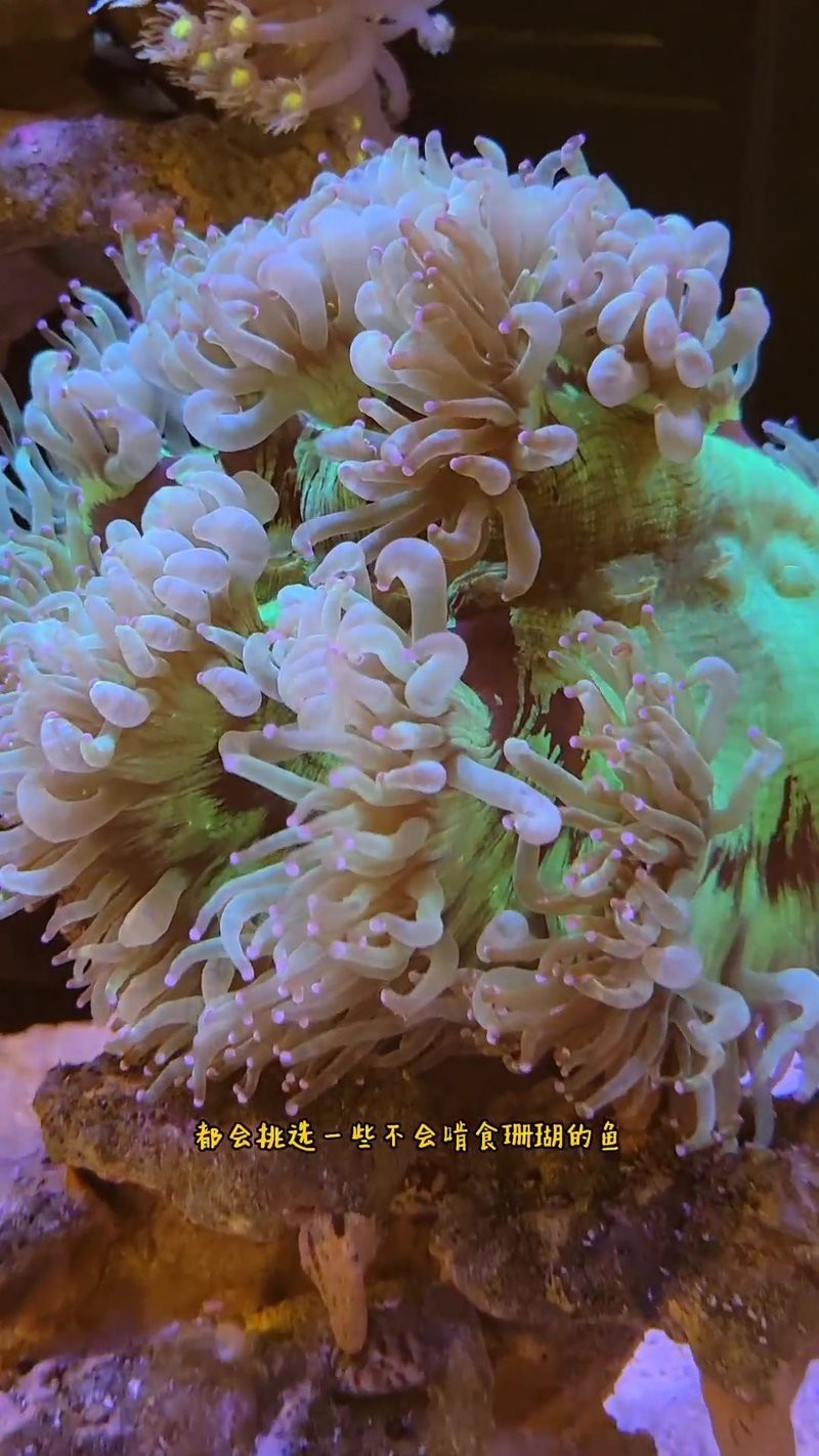 紅龍海水魚(yú)吃珊瑚嗎【紅龍海水魚(yú)一般不會(huì)主動(dòng)吃珊瑚**】