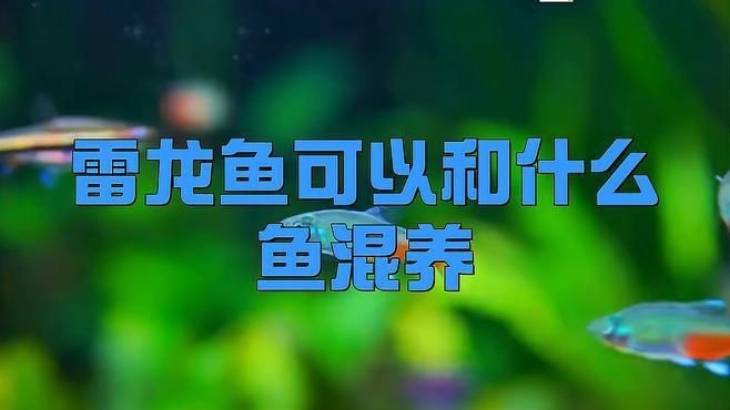 雷龍混養最佳搭配【墨韻幽潭閣,雷龍魚能混養嗎】