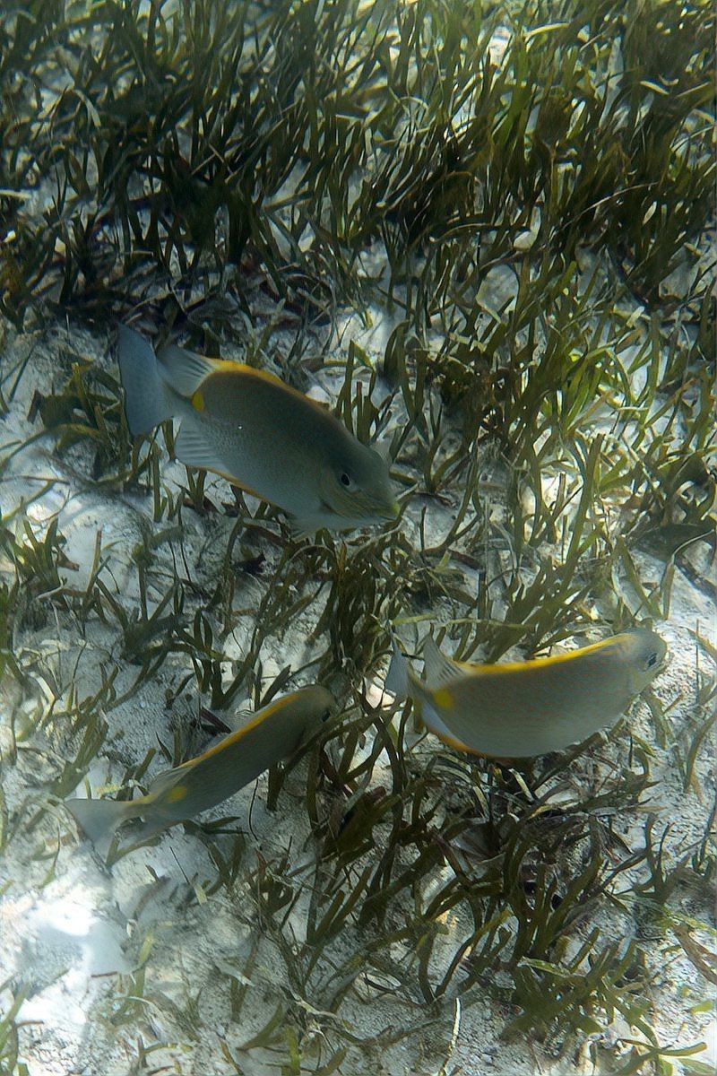 雷龍魚的最佳飼養溫度是多少？【雷龍魚的最佳飼養溫度】