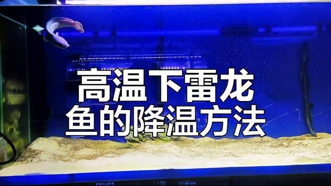 雷龍魚的最佳飼養溫度是多少？【雷龍魚的最佳飼養溫度】