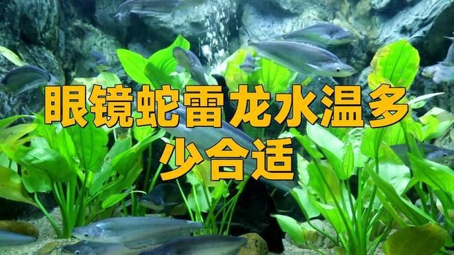 雷龍魚的最佳飼養溫度是多少？【雷龍魚的最佳飼養溫度】