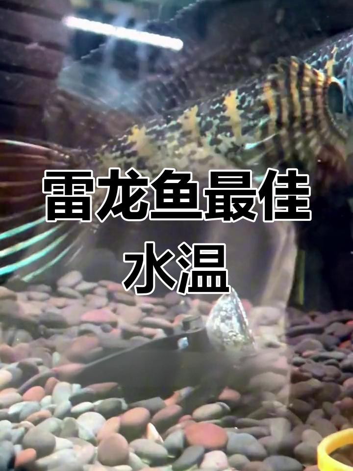 雷龍魚的最佳飼養溫度是多少？【雷龍魚的最佳飼養溫度】