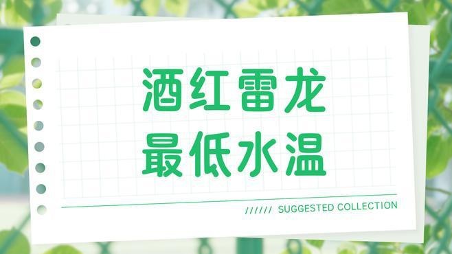 雷龍魚的最佳飼養溫度是多少？【雷龍魚的最佳飼養溫度】